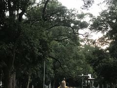 -南宁良凤江国家森林公园