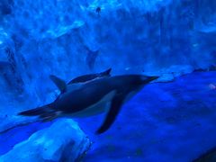 -芜湖新华联大白鲸海洋公园