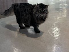 -藏猫猫咖啡主题馆(中央大道店)