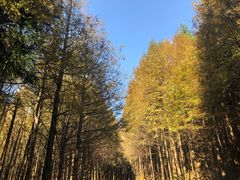 -山王坪喀斯特国家生态公园