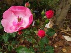 蔷薇-看见远方·莫干遥远的山民宿