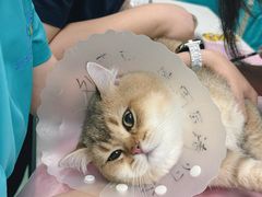 -北京观赏动物医院·24小时大型综合·猫专科·异宠专科
