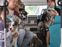 -帕帕拉兹宠物(亚洲旗舰店)