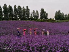 -紫颐香薰山谷景区