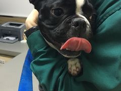 -爱侣宠医·鹦鹉专科·小型哺乳类·异宠专科(灵石路店)