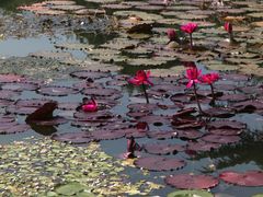 -国家植物园南园