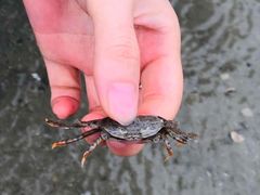 -红树林天天赶海