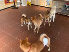 -柴犬高等学院·狗咖·柴犬售卖·宠物训练