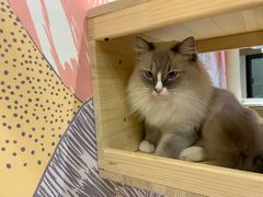 -滚猫咖啡·猫咖·猫友好撸猫(未来城店)