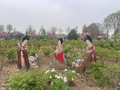 -曹州牡丹园
