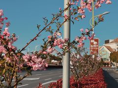 -金山嘴渔村