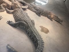 -泉州海丝野生动物世界