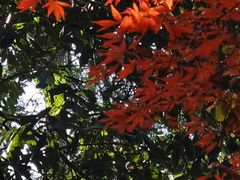 -青龙山国家森林公园