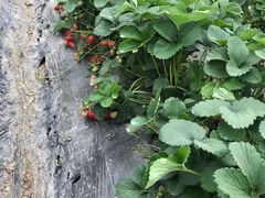 -青浦采草莓天天草莓园