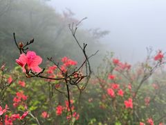 -大围山国家森林公园