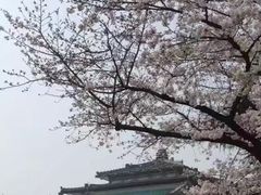 -武汉大学-樱园