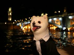 -超宠爱宠物摄影-Super pet