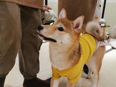 -逗柴咖啡屋·狗咖猫咖宠物桌游