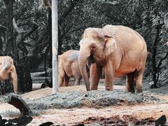 -广州长隆野生动物世界