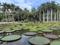 -中国科学院西双版纳热带植物园