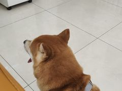 -北京观赏动物医院·24小时大型综合·猫专科·异宠专科