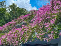 -深圳仙湖植物园