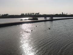 -盐城丹顶鹤湿地生态旅游区