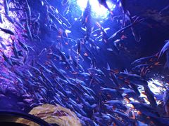 -成都浩海立方海洋公园