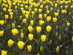 -瑶湖郊野森林公园