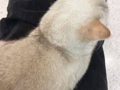-飞行喵MR PILOT|猫舍·猫咖(静安大融城店)