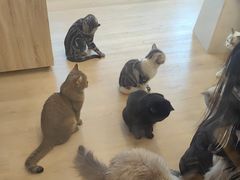 -有喵·猫咖·狗咖·30几只猫10只小狗(岗厦店)
