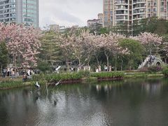 -四海公园(南山区)