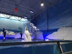 -秦皇岛乐岛海洋王国