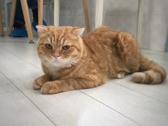 -喵的天空名猫咖啡馆·撸猫·猫舍·用品