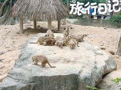 -广州长隆野生动物世界