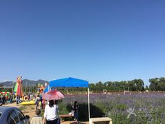 -北京东方普罗旺斯薰衣草庄园