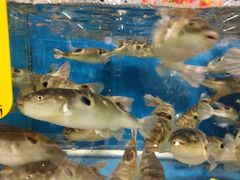 -飞尝蚝·顺德菜·鱼生(顺德总店)