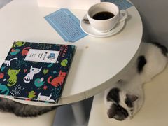 -喵的天空名猫咖啡馆·撸猫·猫舍·用品