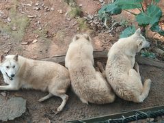-深圳野生动物园