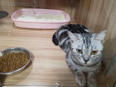 -70cat德文卷毛猫·缅因猫纯种猫舍