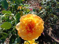 -亚龙湾国际玫瑰谷