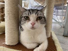 -共舞时光猫咖·狗咖(新街口店)