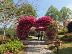 -东莞植物园