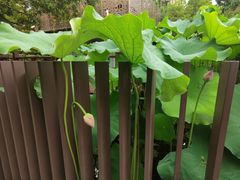 -陈家山荷花公园
