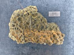 -国家自然博物馆