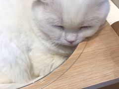 -飞行喵MR PILOT|猫舍·猫咖(静安大融城店)