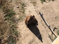 -新疆天山野生动物园