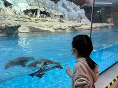 -帝企鹅自助餐厅•儿童岛•真企鹅(长隆企鹅酒店)