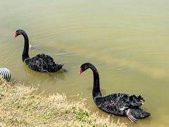 -盐城丹顶鹤湿地生态旅游区