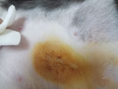 -瑞派宠物医院·24小时骨科·心脏·核磁(哈尔滨南岗店)